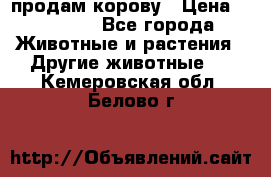 продам корову › Цена ­ 70 000 - Все города Животные и растения » Другие животные   . Кемеровская обл.,Белово г.